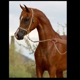 Telegram profile photo for ستوريات خيل🐎