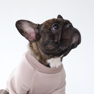 Telegram profile photo for TEDDY MERCH 🐾