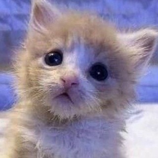 Telegram profile photo for бомпическая жизнь