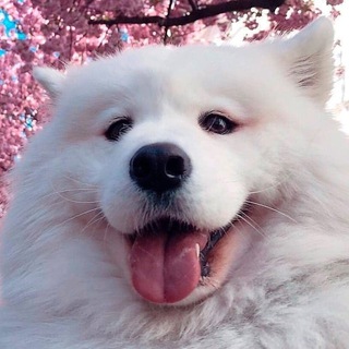 Telegram profile photo for Подсобка Императора