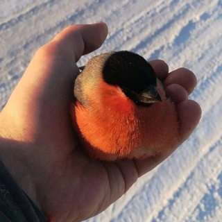 Telegram profile photo for здесь вам не ласт фм