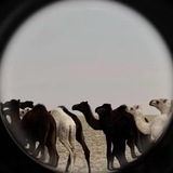 Telegram profile photo for مِهياب .