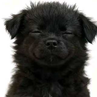 Telegram profile photo for #neighbortrapi
