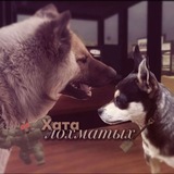 Telegram profile photo for 🐾Хата лохматых🌾