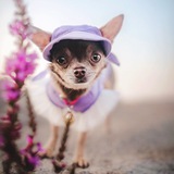 Telegram profile photo for Кнопочка