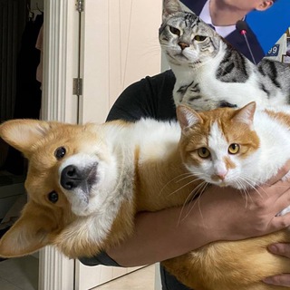 Telegram profile photo for 🙋🏻♂️🙋🏻♀️🐱🐱🐶