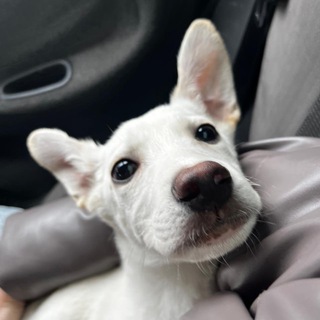 Telegram profile photo for Горловский приют для бездомных животных "Верный друг"