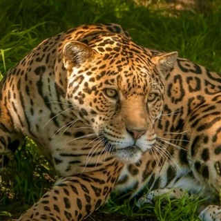 Telegram profile photo for β°ββ€ πΈπ©πππππβπ€ ππ£π₯ πππ ββοΈ. .α