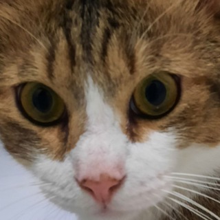 Telegram profile photo for Miss Bobo