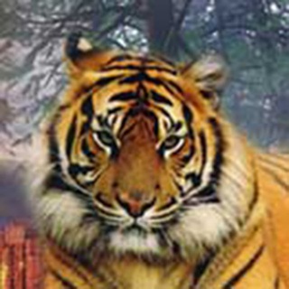 Telegram profile photo for igorlutiy