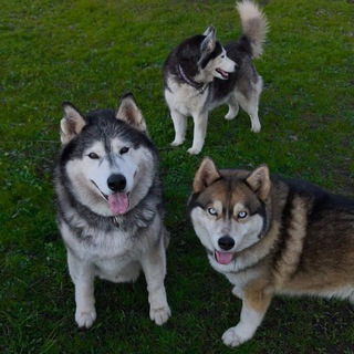 Telegram profile photo for Хаски из Сказки