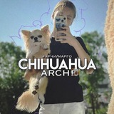 Telegram profile photo for Chihuahua Archie 🐶