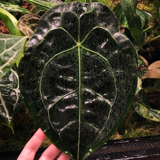 Telegram group profile photo for Peace of jungle shop Chat