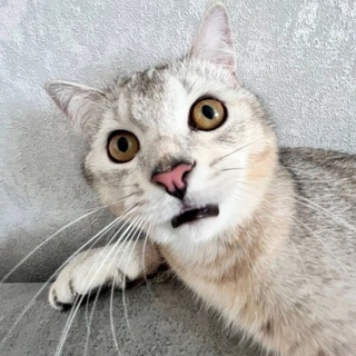 Telegram profile photo for Ordi GD SEKS егэ ответы скачать порно