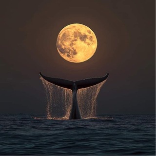 Telegram profile photo for 𝐹𝓊𝓁𝓁𝓂𝑜𝑜𝓃