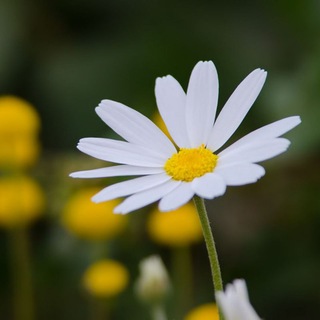 Telegram profile photo for حياتـــــي مع الله أجمل🌼