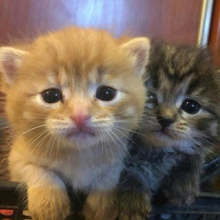 Telegram profile photo for тебе смс