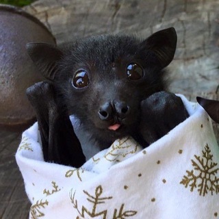 Telegram profile photo for Летучие мыши confession