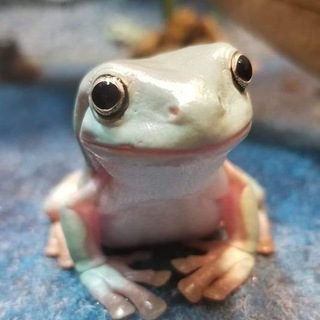 Telegram profile photo for Frogs Frogs Frogs
