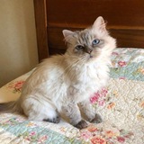 Telegram profile photo for gendis