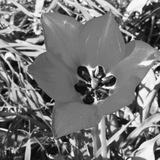 Telegram profile photo for 🌷اردکول سرزمین لاله های سرخ