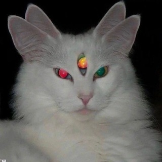 Telegram profile photo for Межгалактический холодец