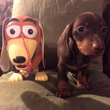 Telegram profile photo for клички кф
