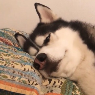 Telegram profile photo for ВИНСТОН ЧЕПЧИК
