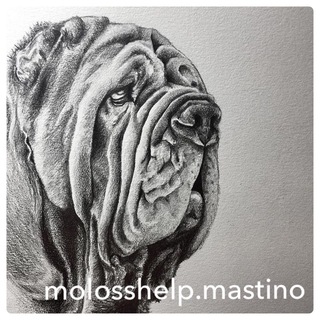 Telegram profile photo for Команда помощи мастино, мастифам