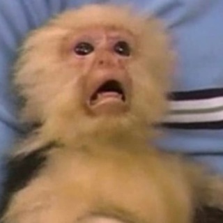 Telegram profile photo for Monkey pox