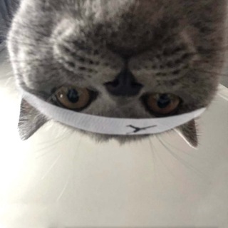 Telegram profile photo for Покемонские же