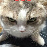 Telegram profile photo for Новости🥀