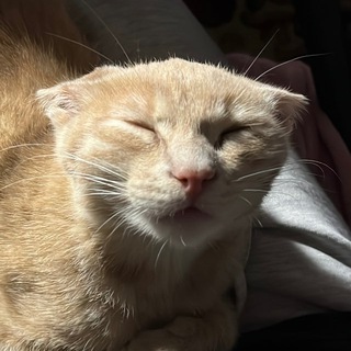 Telegram profile photo for мачохлопчачо кено раяно госленко драйверно сігма хата