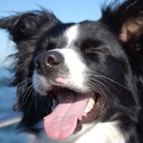 Telegram profile photo for κᥲнᥲ᧘ κᥴᥲʙьᥱɯчκᥙ 🐶