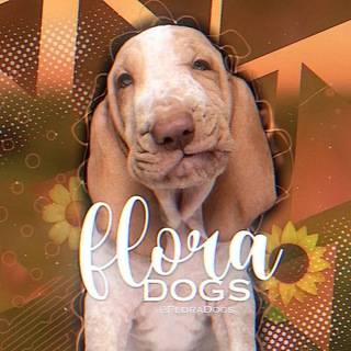 Telegram profile photo for 𝐅𝐋𝐎𝐑𝐀 𝐃𝐎𝐆𝐒 ༉‧₊˚