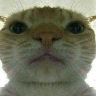 Telegram group profile photo for LPM QUOTESQUINN