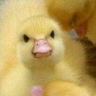 Telegram profile photo for Утя на каждый день