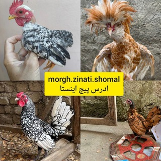 Telegram profile photo for مرغ وخروس های زینتی مسعودی