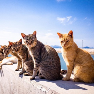Telegram profile photo for Остров Кошек
