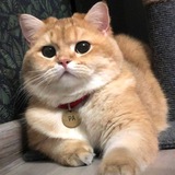 Telegram profile photo for котёнок ра