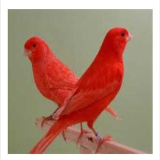 Telegram profile photo for بیزینس قناری