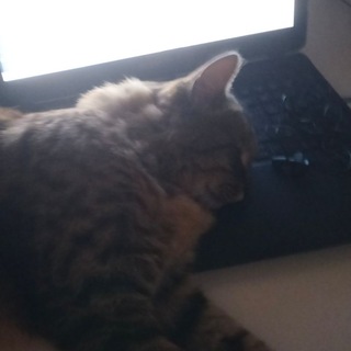 Telegram profile photo for РЕСТ / рабочий лист
