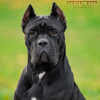 Telegram profile photo for Кане Корсо Apriori Best