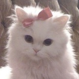 Telegram profile photo for Archive.