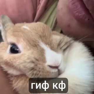 Telegram profile photo for GIF confession >< #гифКф