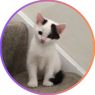 Telegram group profile photo for MISO Official