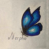 Telegram profile photo for Morpho 🦋