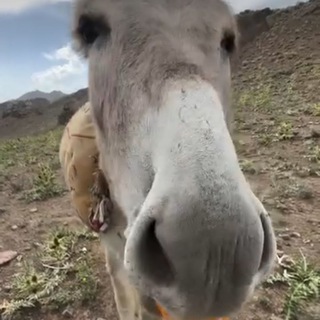Telegram profile photo for سکینه جون