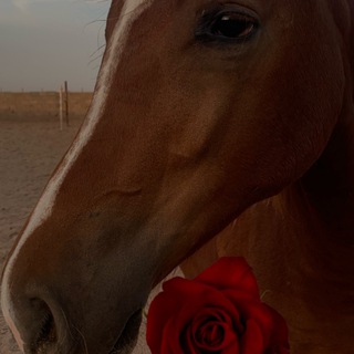 Telegram profile photo for اسطبل عشاق الخيل 🐎🖤.