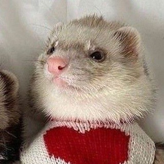 Telegram profile photo for who is she